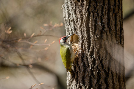Green woodpecker Picus viridis male bird by the nesting cavity in an aspen treeの写真素材