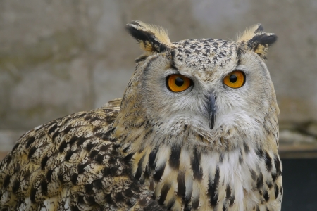 The mystery seen in the eyes of an owlの写真素材