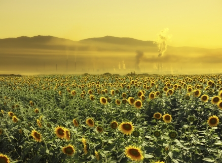 A field of sunflowers near a polluting factory creates surreal atmosphereの写真素材