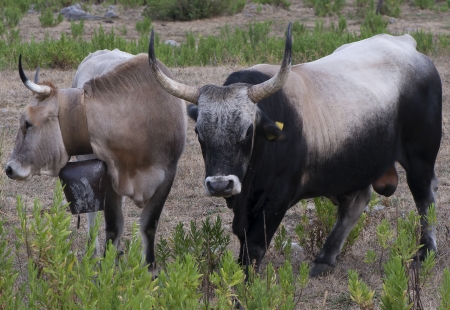 Portrait of a bull and a cowの写真素材