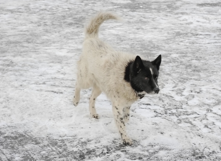 White dog with black head walking on iceの写真素材