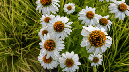 White coneflower flower heads of (Echinacea purpurea), top view and close up.Clustered white coneflowersの写真素材