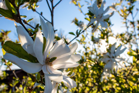 white flowering magnolia blossom on a sunny day, closeupの写真素材