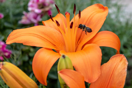 Bee is flying to an Orange Lily (Lilium bulbiferum) also known as Fire Lily or tiger lily, close up...