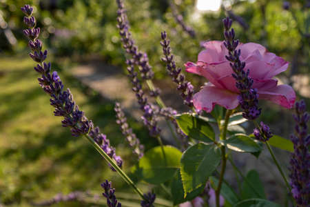 Lavender flowers and rose in the garden at daytime, close up and selective focusの写真素材