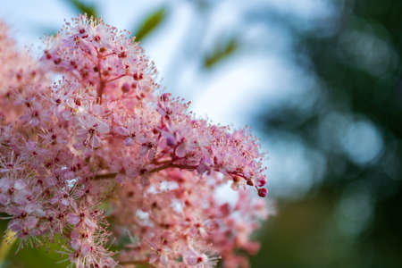 Ornamental pink flowering tamarisk (Tamarix gallica) in spring, close upの写真素材