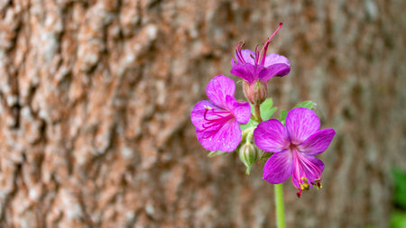 Pink flowering bigroot geranium (Geranium macrorrhizum) or Bulgarian geranium, close up and selective focus.の写真素材