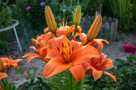 Beautiful Orange Lily (Lilium bulbiferum) also known as Fire Lily with garden background, close-up.