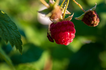 Fresh wild raspberry (Schoenemann) with a bug in late summer. Organic food. Close-up