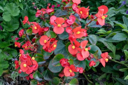 Red Begonia cucullata also known as clubed begonia or wax begonia, close-up and high angle view in...