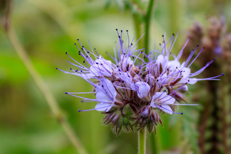 Close up of purple flowering lacy phacelia (Phacelia tanacetifolia), blue tansy or purple tansy, focus on foregroundの写真素材