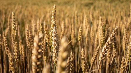 Golden wheat field in summer in Germany, close up ans selective focus. Full frame shot of wheat...