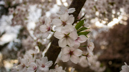 Beautiful white almond blossom (Prunus dulcis) in springtime, close up against blurred background