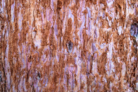 Close up of textured bark of redwood tree for background. Giant sequoia (Sequoiadendron), cutoutの写真素材