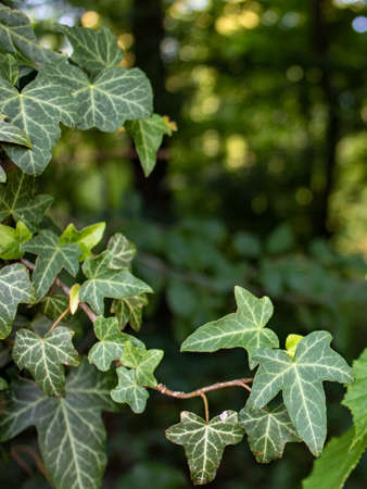 Focused green leaves with forest bokeh in background. Focus on foreground.の写真素材