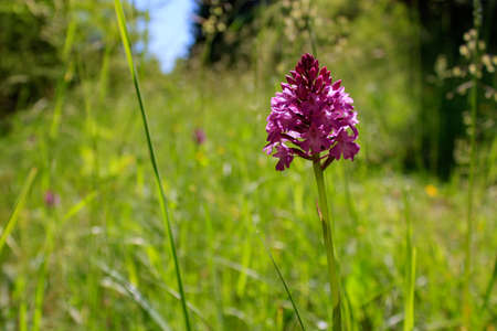 Anacamptis pyramidalis, the pink flowering pyramidal orchid against green background in summer in rural landscape, close up and selective focusの写真素材