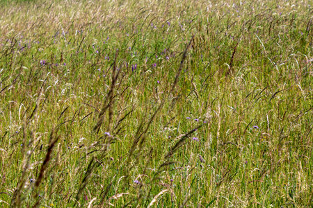 grass and wild flowers in the field in summer, close up