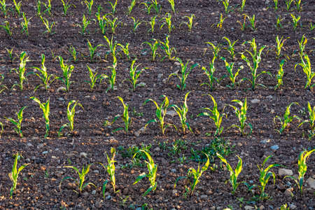 Row plantation of young green seedlings, close up and full frameの写真素材