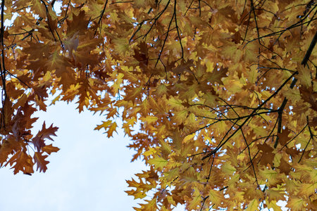 golden autumn tree leaves in ths sky in germany