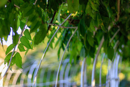 close-up of green leaves hanging in sunlight, selective focus and low angle view