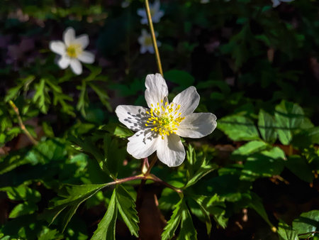 Closeup of wood anemone flower (Anemone nemorosa) in forest in early spring in Germany