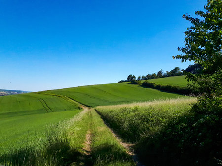 Green rural landscape with grass and trees against clear blue sky for copy space in the valley...