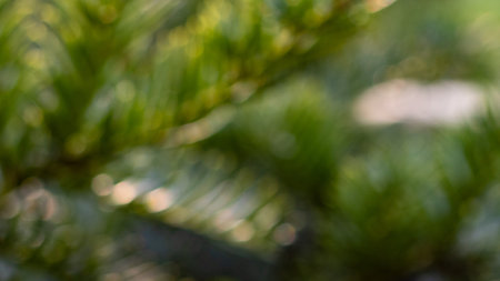 abstract background of defocused green branchの写真素材