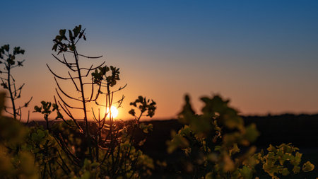 Silhouette of rapeseed flower at sunset in the evning in germany, closeupの写真素材