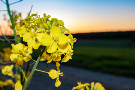 Bright yellow flowering rapeseed (Brassica napus) in rural landscape in summer in Germany, close up and selective focus.の写真素材