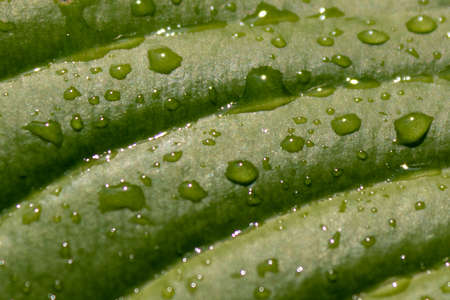green leaf with water drops, macro and full frameの写真素材
