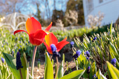 red tulips in the garden in springtimeの写真素材