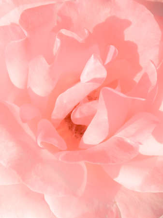 Light pink pastel rose blossom pattern, macro backgroundの写真素材