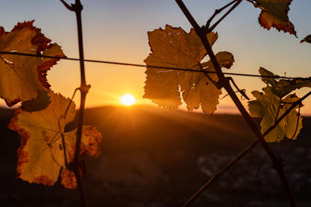 Close up of autumn leaves in the mountains with sunset sky in VeitshÃ¶chheim, Bavaria, Germany.の写真素材