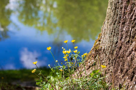 Yellow flowers at lake Schachtsee with reflections in teh water in summer in Bad Friedrichshall, Germany.の写真素材