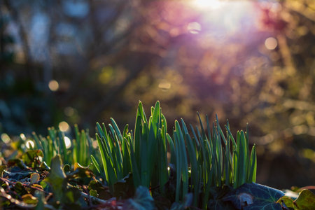 Green flower buds in the sun in spring. Beginnings in nature