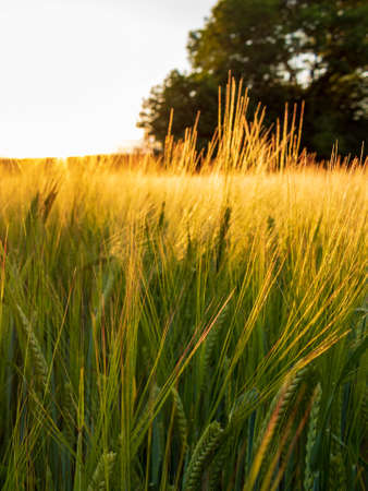 Wheat field at golden evening sunset in Bad Friedrichshall, Germanyの写真素材