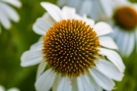 White flowering coneflower (Echinacea purpurea) in summer, macro and top viewの写真素材