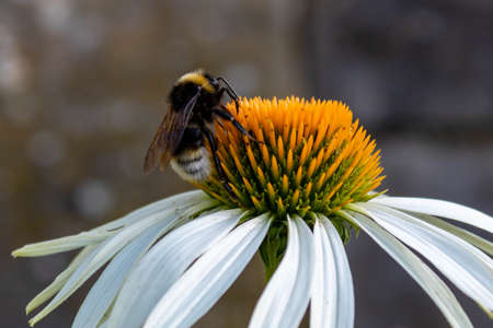 Pollination of a white flowering coneflower (Echinacea purpurea) by a bee (Apis) in summer in Germany, macro and selective focus. Biodiversityの写真素材
