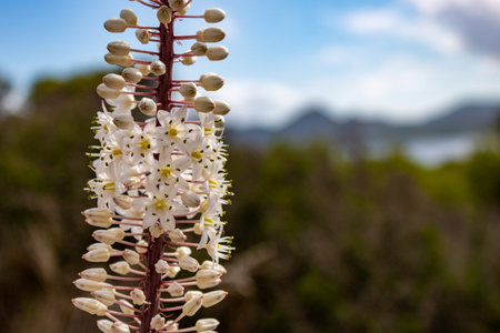 Drimia maritima, white flowering sea onion, closeup in mediterranean environment in Mallorca, Cala Ratjadaの写真素材
