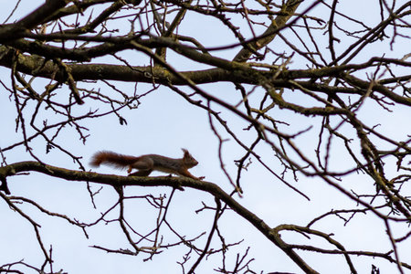 squirrel on a tree branch in the winter with blue sky background