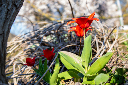 Red tulips in the spring garden on a sunny day. Selective focus.の写真素材