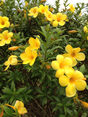 Beautiful yellow flowers