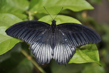 Beautiful Butterfly sitting on the leaf 
