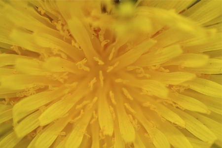 Yellow Wildflower blooming in Washington State Areaの写真素材