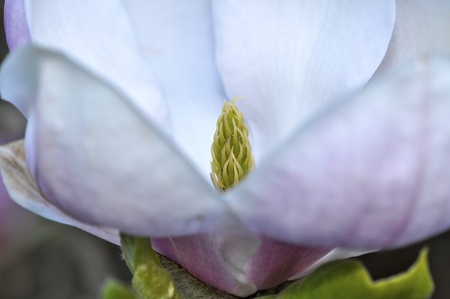 White Wildflower blooming in Washington State Areaの写真素材