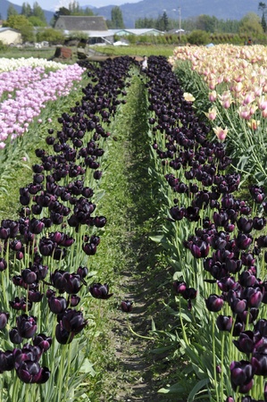 Close up of Pink, White, Purple and Orange Tulip Fieldの写真素材