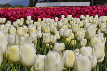 Close up of Red, White and Orange Tulip Field