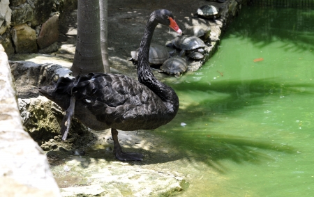 Black swan walking around the pondの写真素材