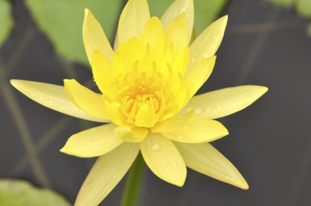 Water Lily Flowerの写真素材