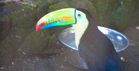 Portrait of a colorful tucan drinking water の写真素材